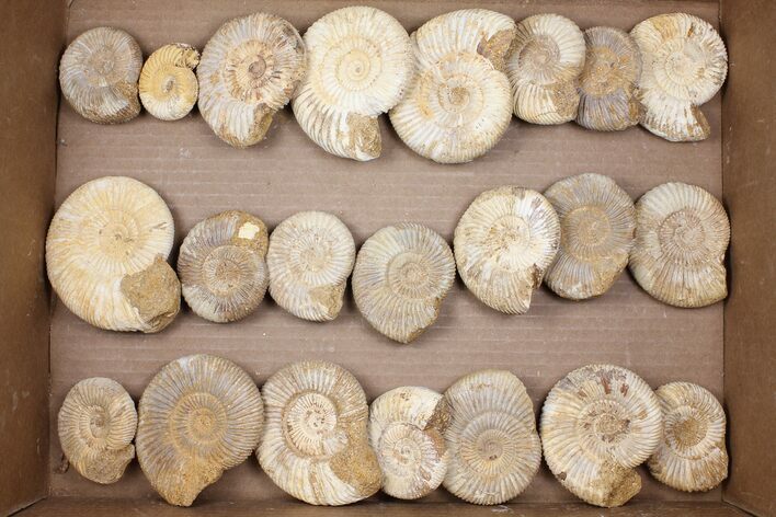 Lot: Lbs Perisphinctes Ammonite Fossils - Pieces #103893